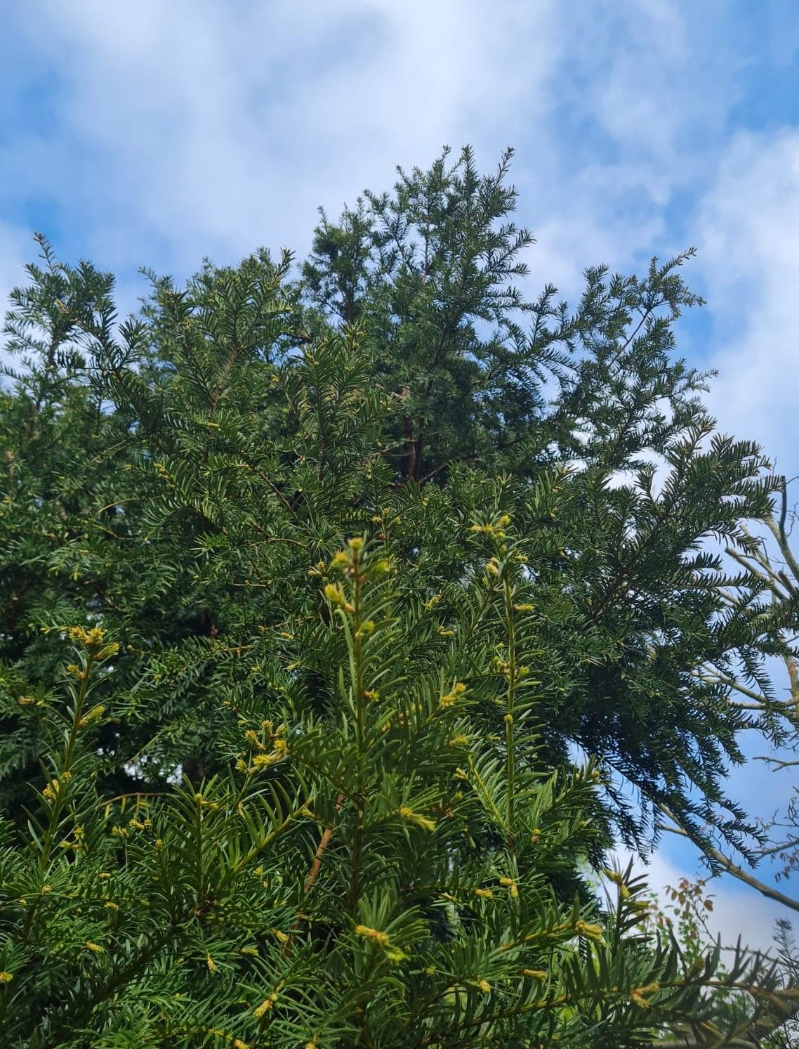 Taxus | Meerstammig
