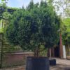 Taxus | Meerstammig