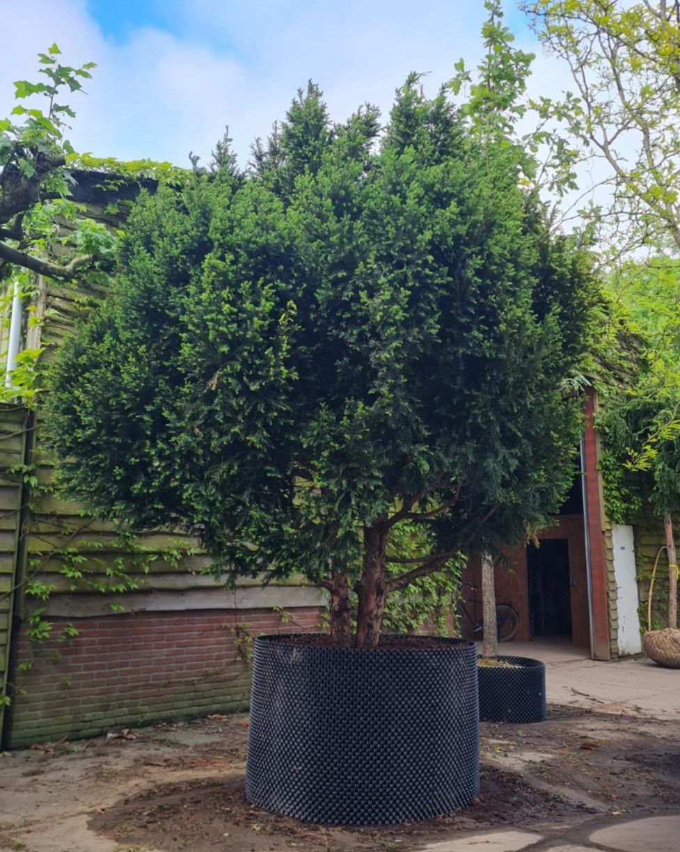 Taxus | Meerstammig