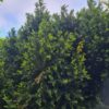 Taxus | Meerstammig