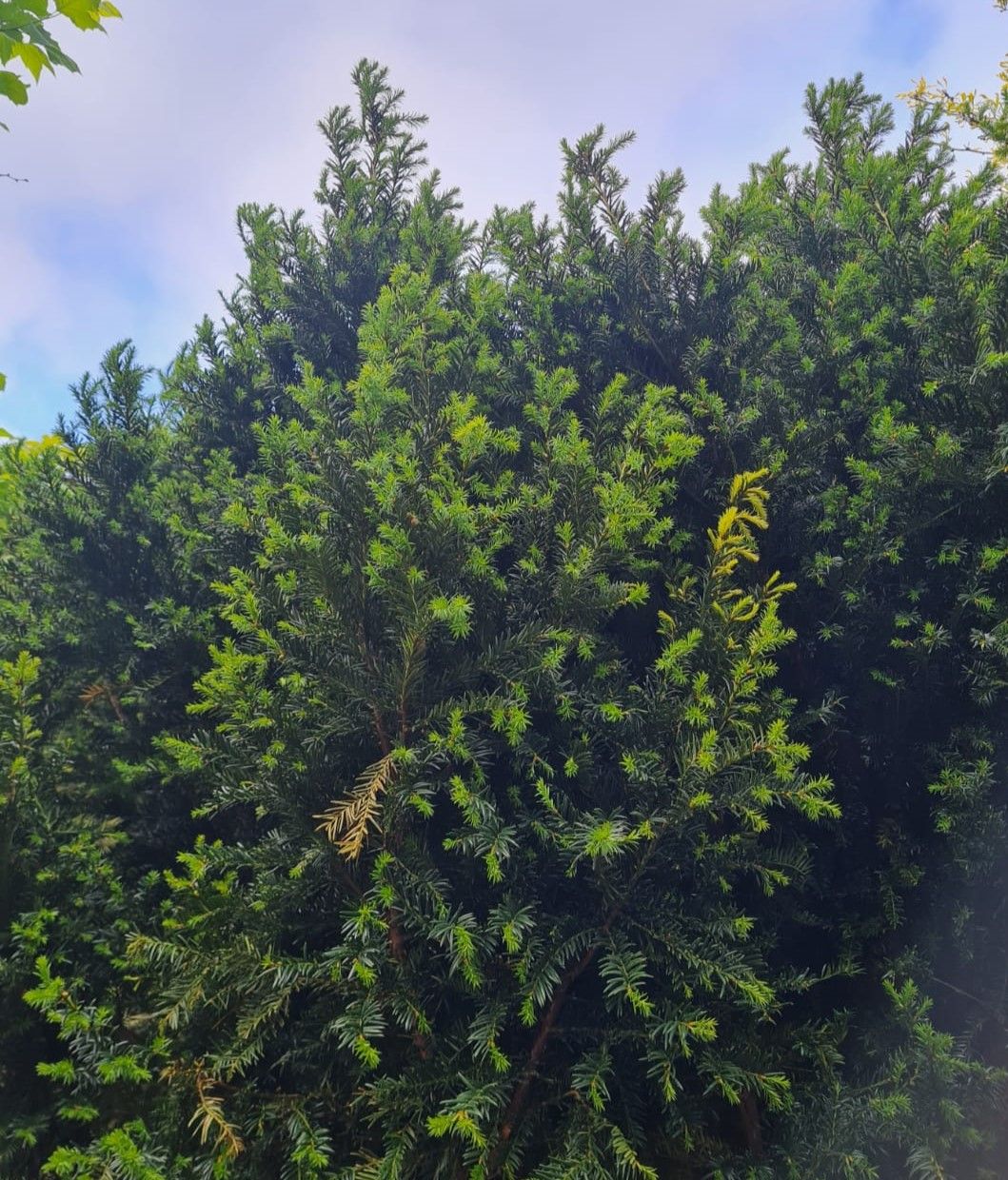 Taxus | Meerstammig
