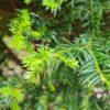Taxus | Meerstammig