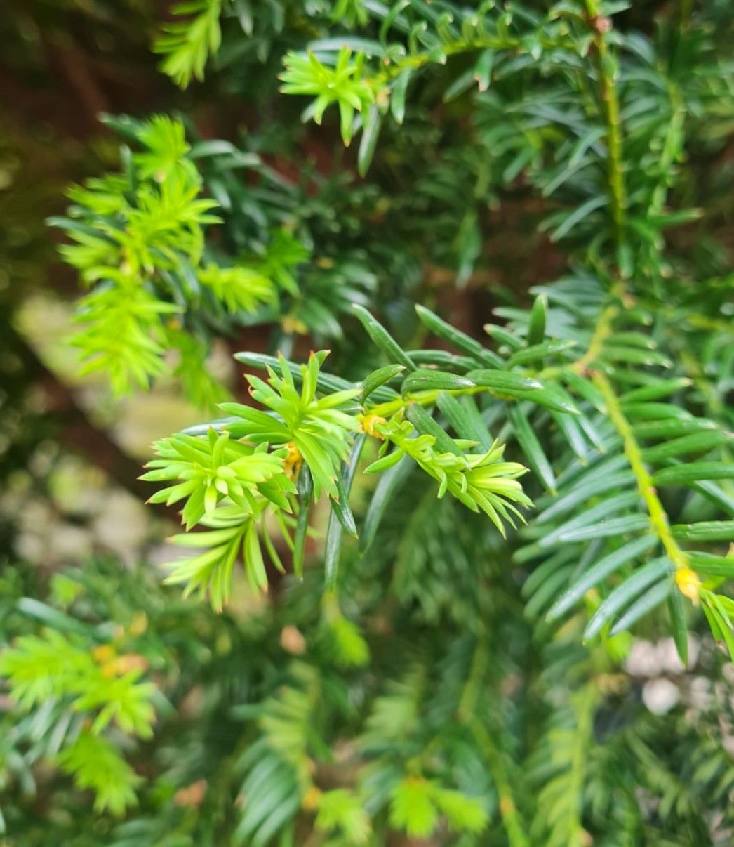 Taxus | Meerstammig