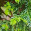 Taxus | Meerstammig