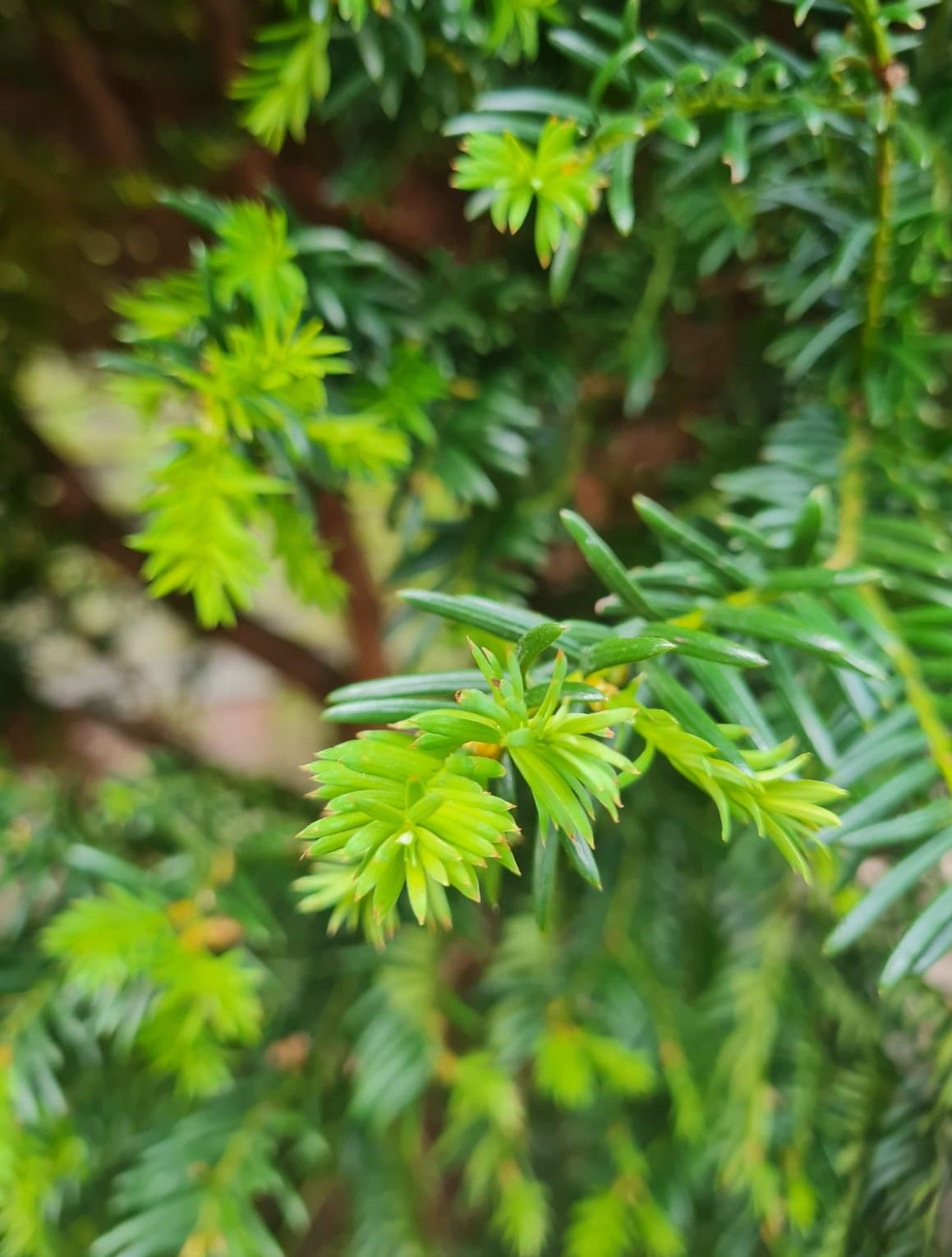 Taxus | Meerstammig
