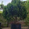 Taxus | Meerstammig