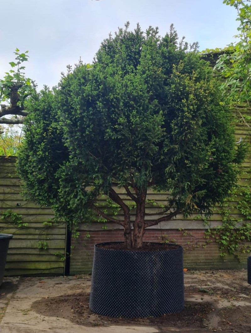 Taxus | Meerstammig