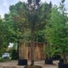Taxus | Meerstammig