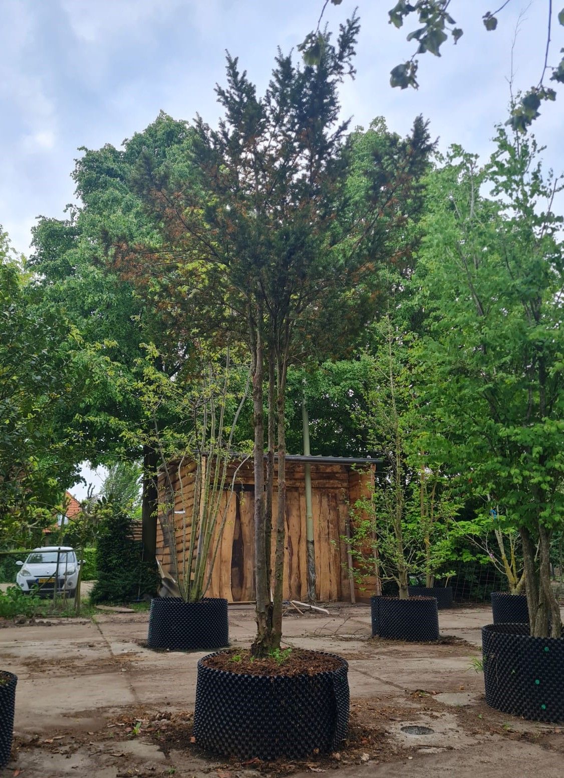 Taxus | Meerstammig