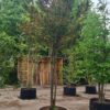 Taxus | Meerstammig