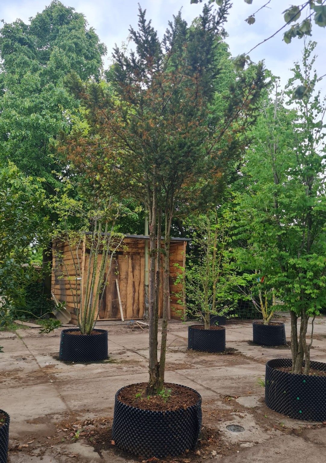 Taxus | Meerstammig