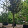 Taxus | Meerstammig