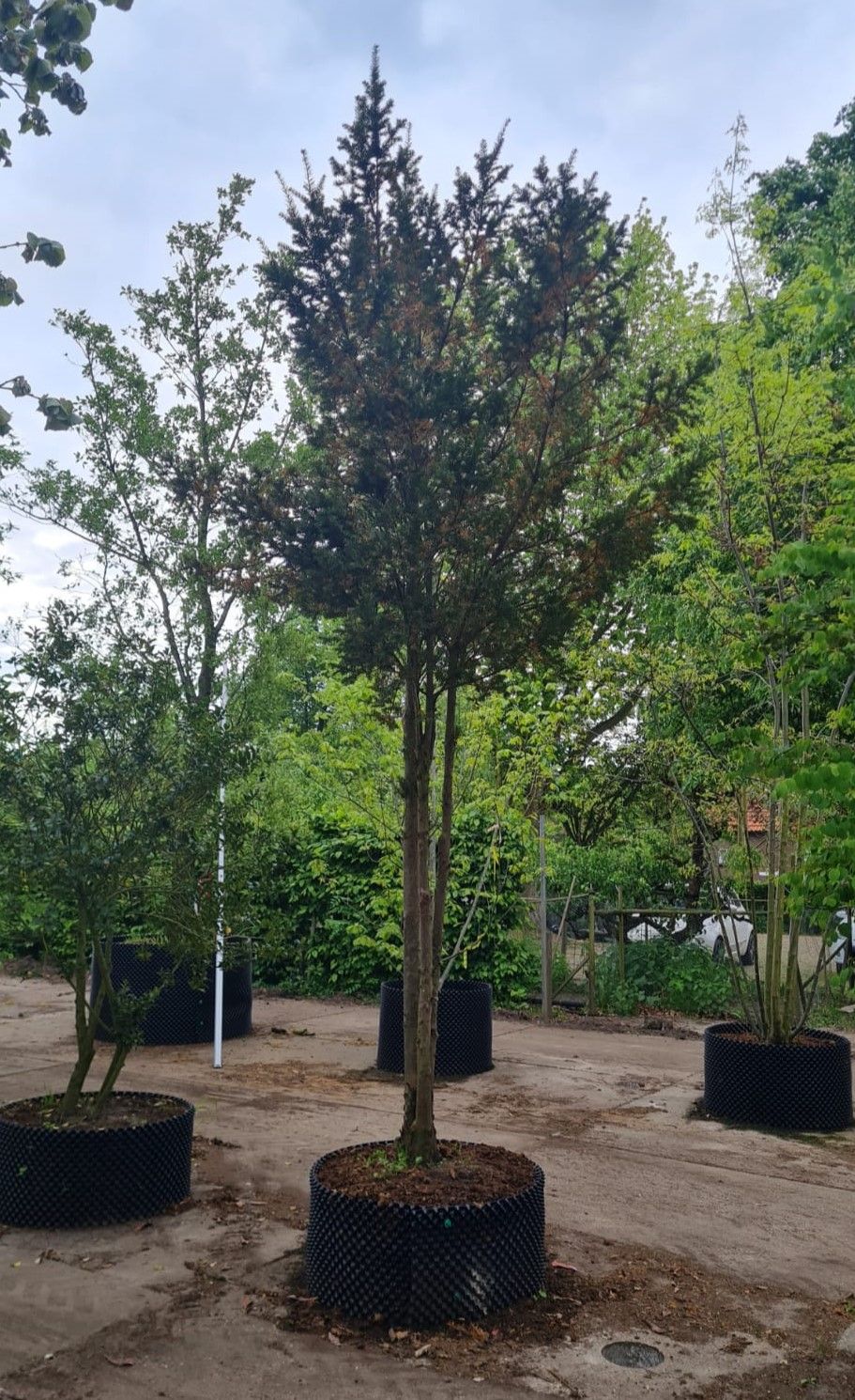 Taxus | Meerstammig