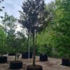 Taxus | Meerstammig