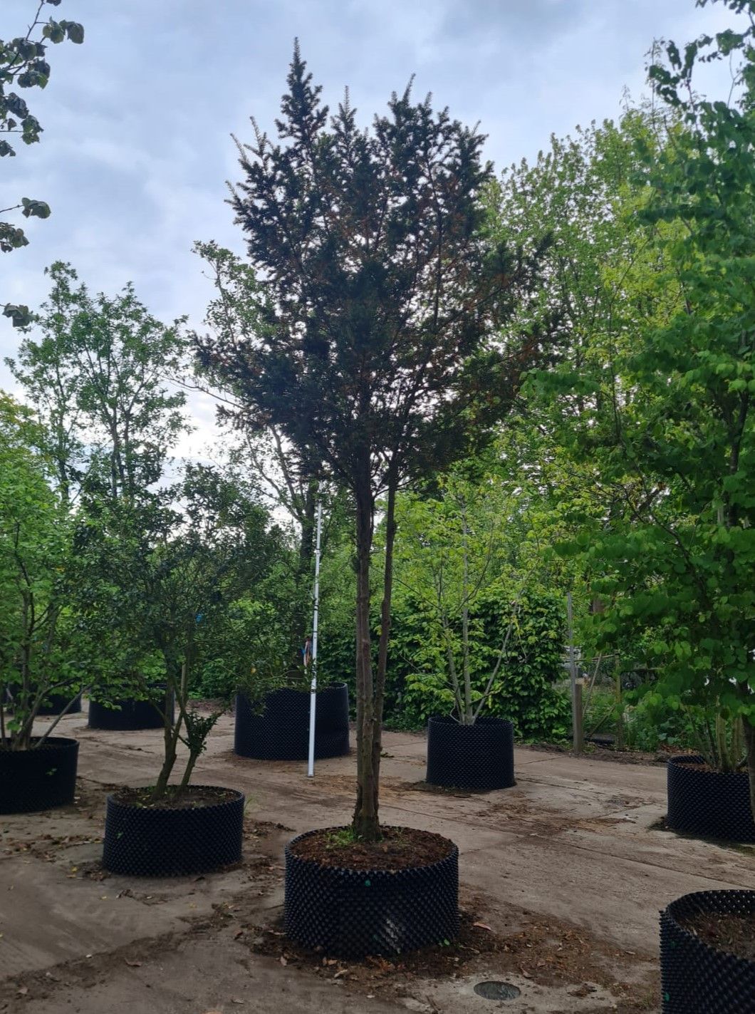 Taxus | Meerstammig