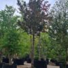 Taxus | Meerstammig