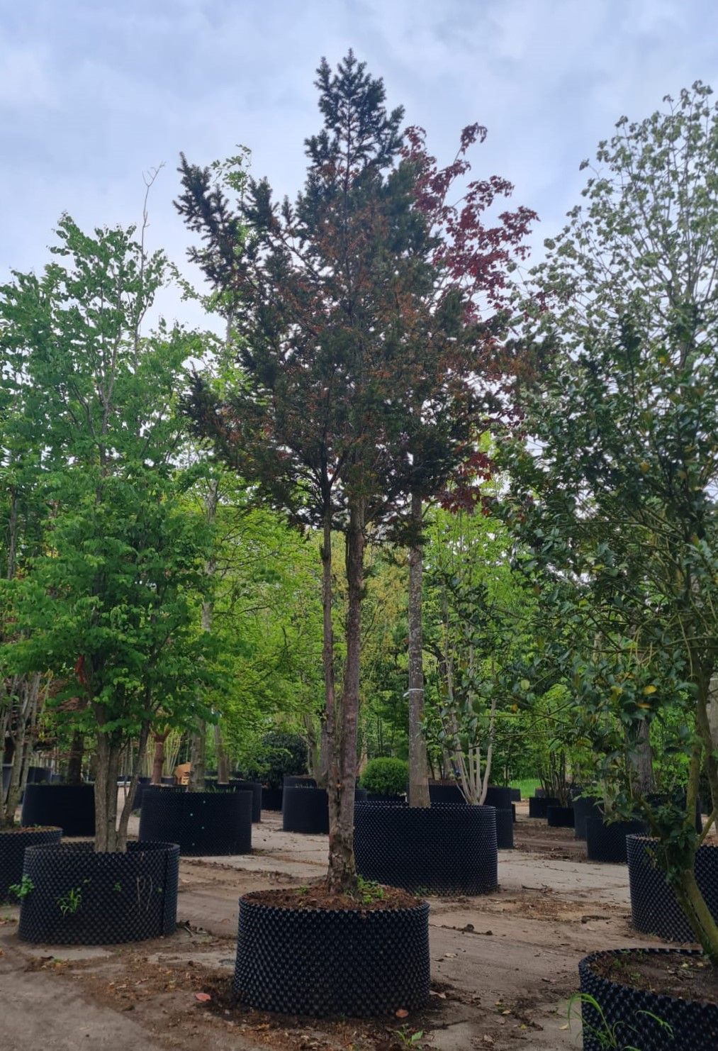 Taxus | Meerstammig