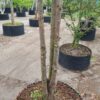 Taxus | Meerstammig