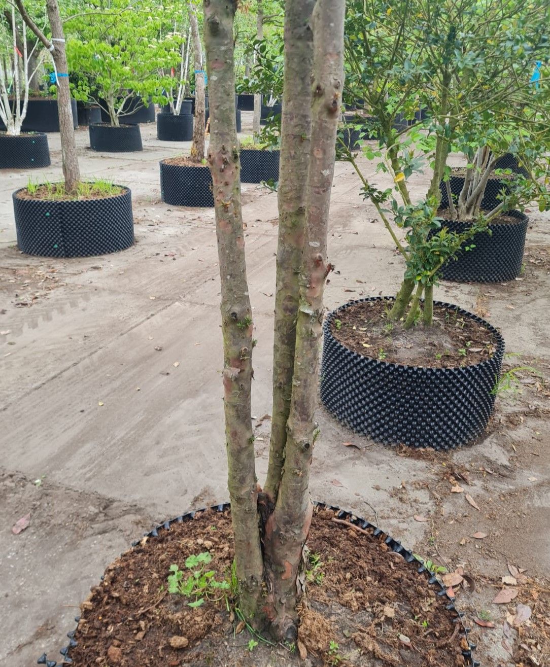 Taxus | Meerstammig