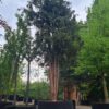Taxus | Meerstammig