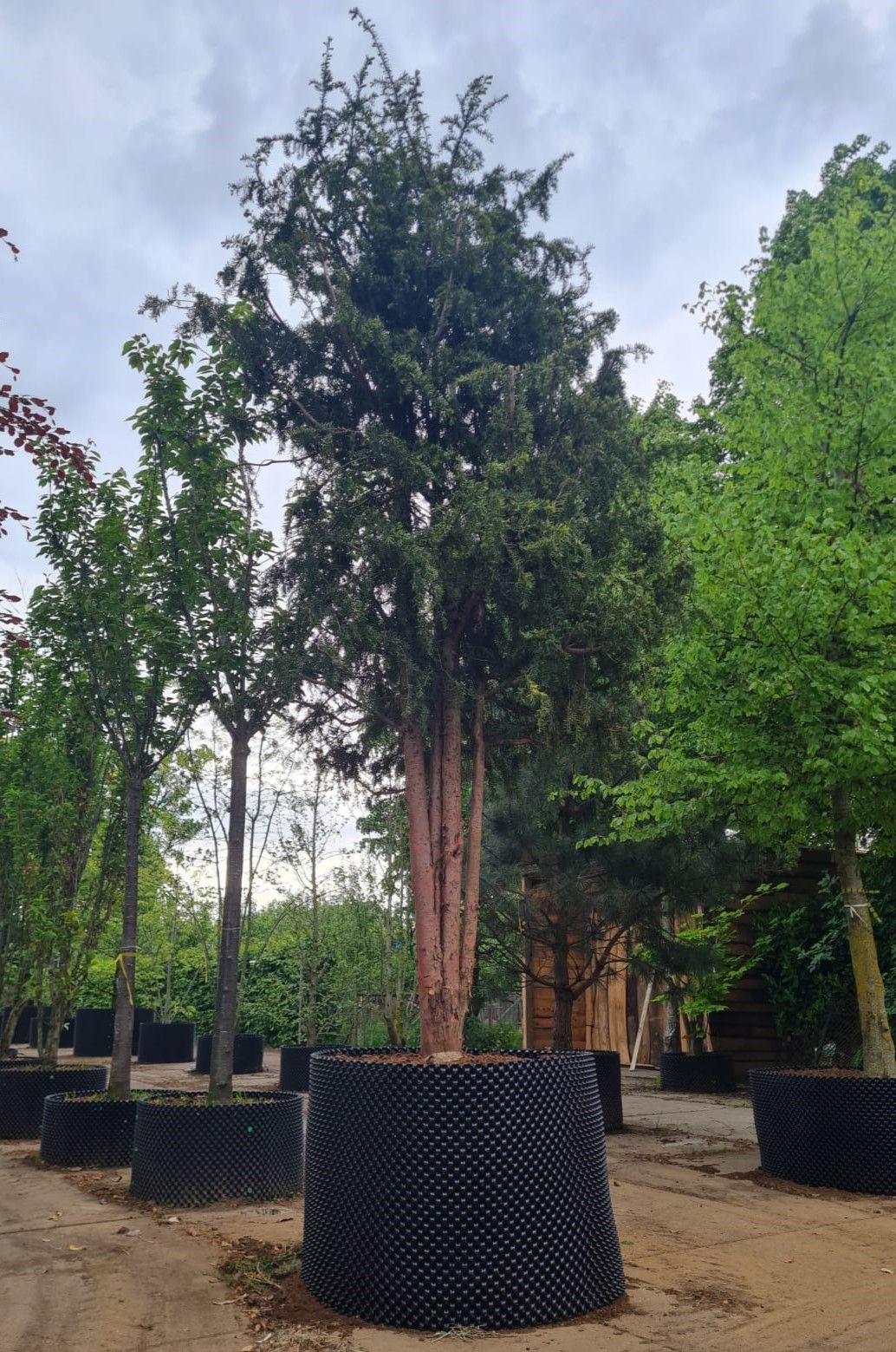 Taxus | Meerstammig