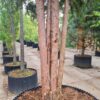 Taxus | Meerstammig