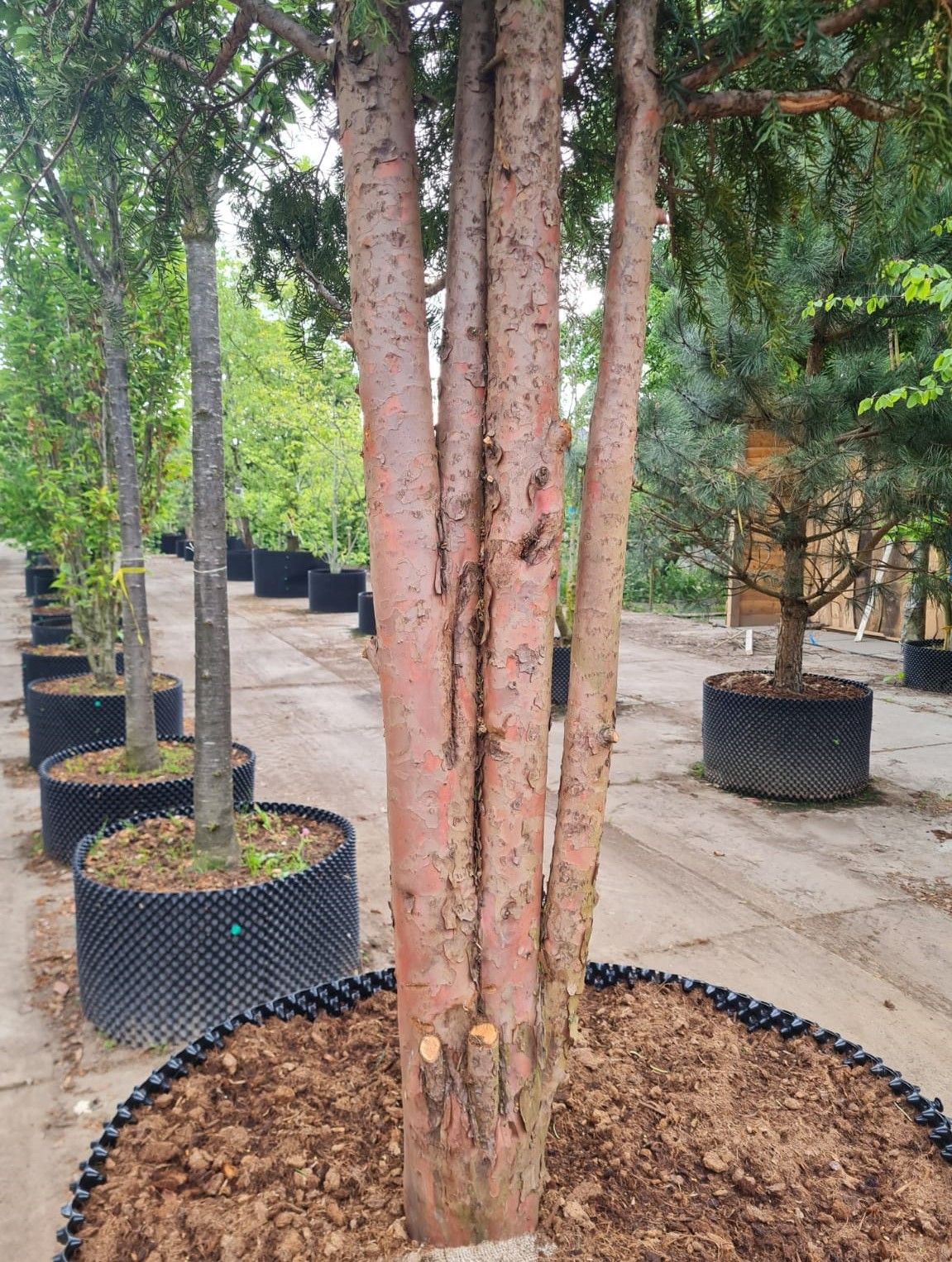 Taxus | Meerstammig