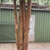 Taxus | Meerstammig
