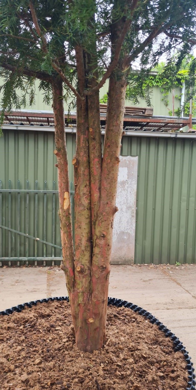 Taxus | Meerstammig