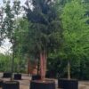 Taxus | Meerstammig