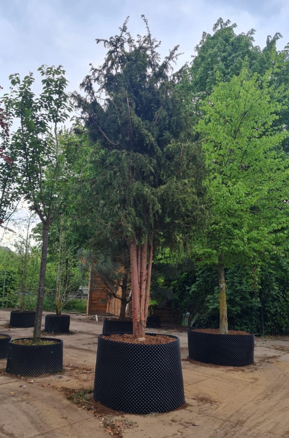 Taxus | Meerstammig