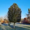 Taxus | Hoogstam