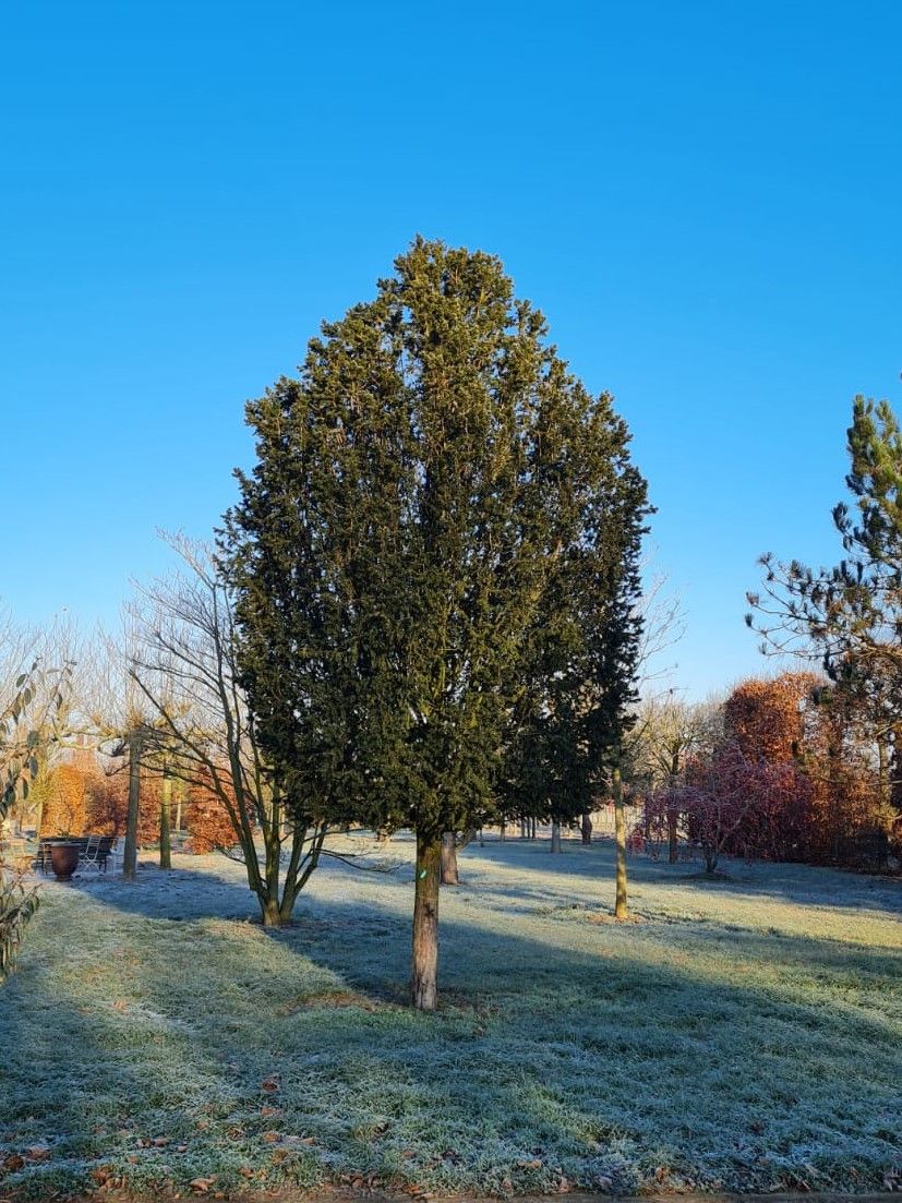 Taxus | Hoogstam