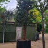 Taxus | Meerstammig