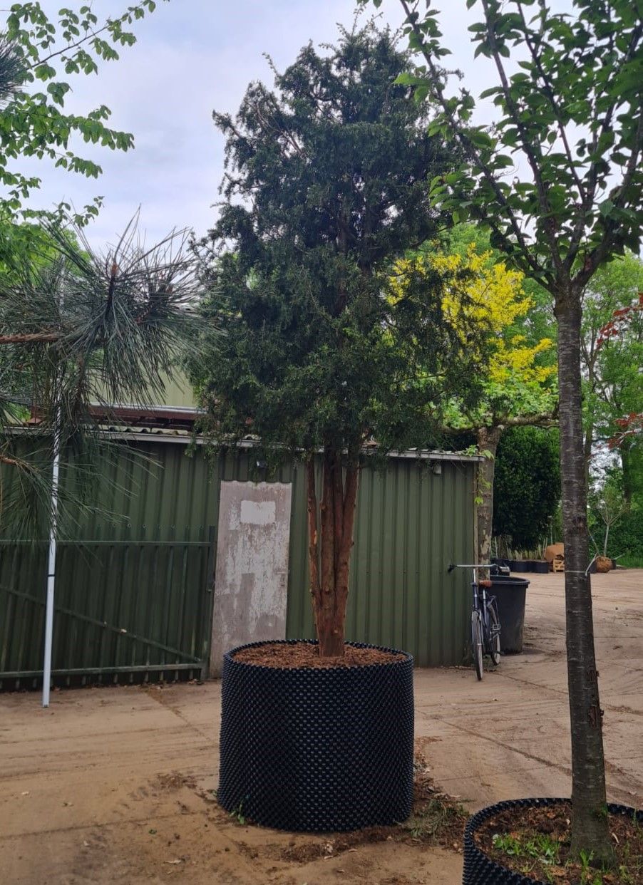 Taxus | Meerstammig