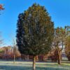 Taxus | Hoogstam