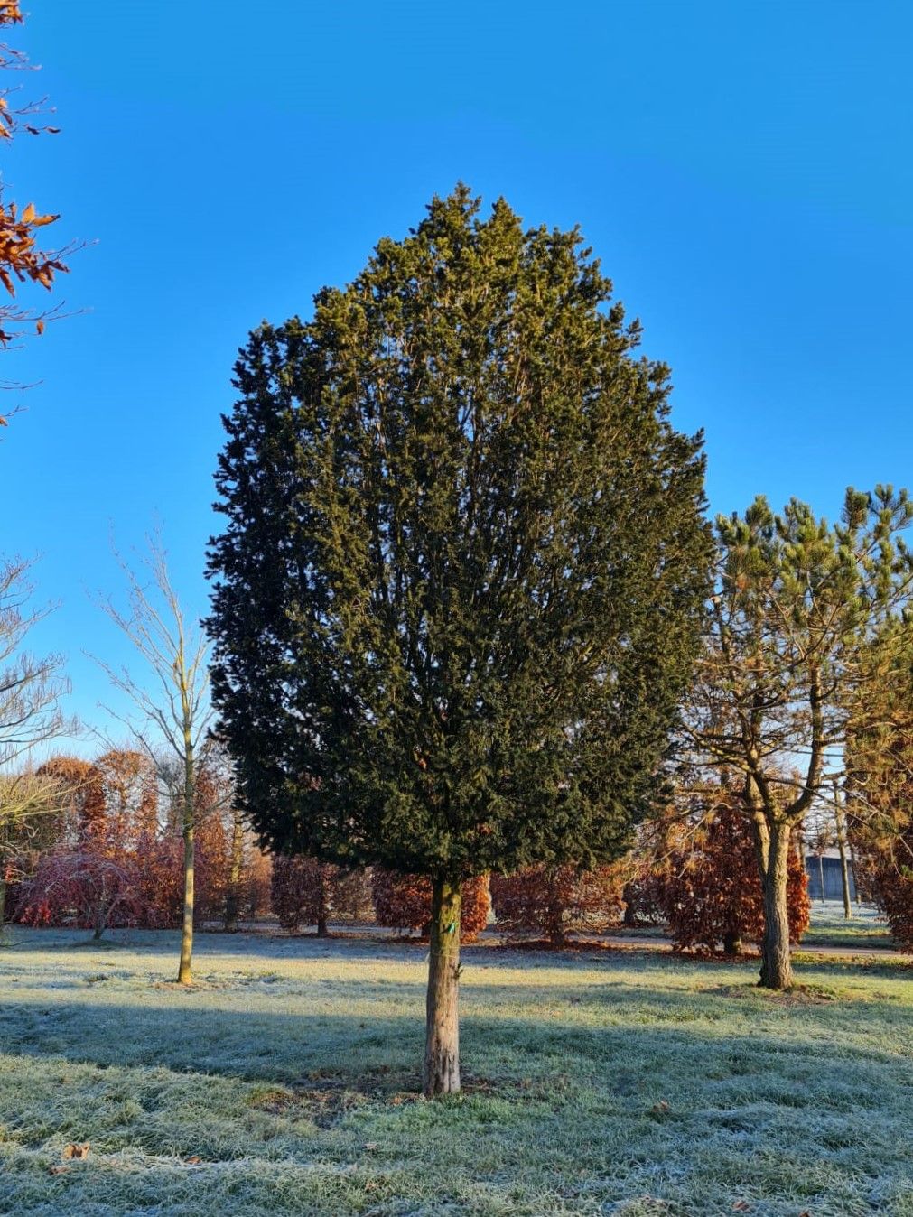Taxus | Hoogstam