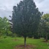 Taxus | Hoogstam