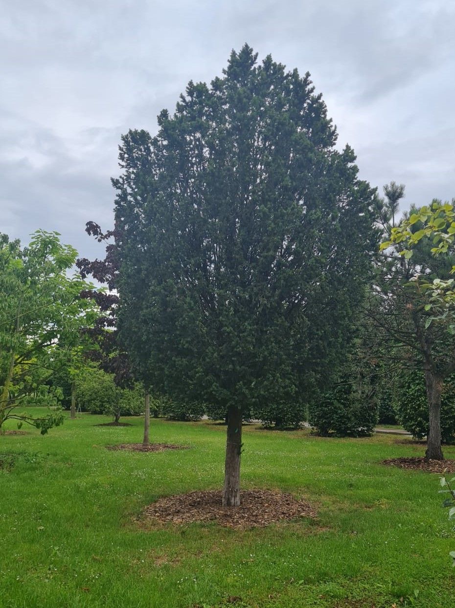 Taxus | Hoogstam