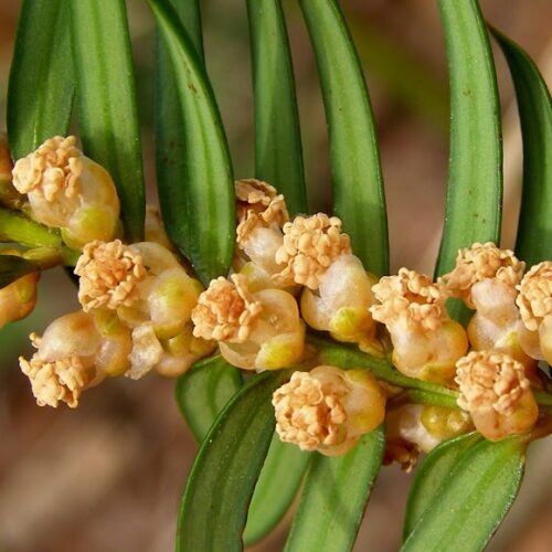 Taxus | Hoogstam
