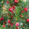 Taxus | Meerstammig