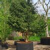 Taxus | Meerstammig