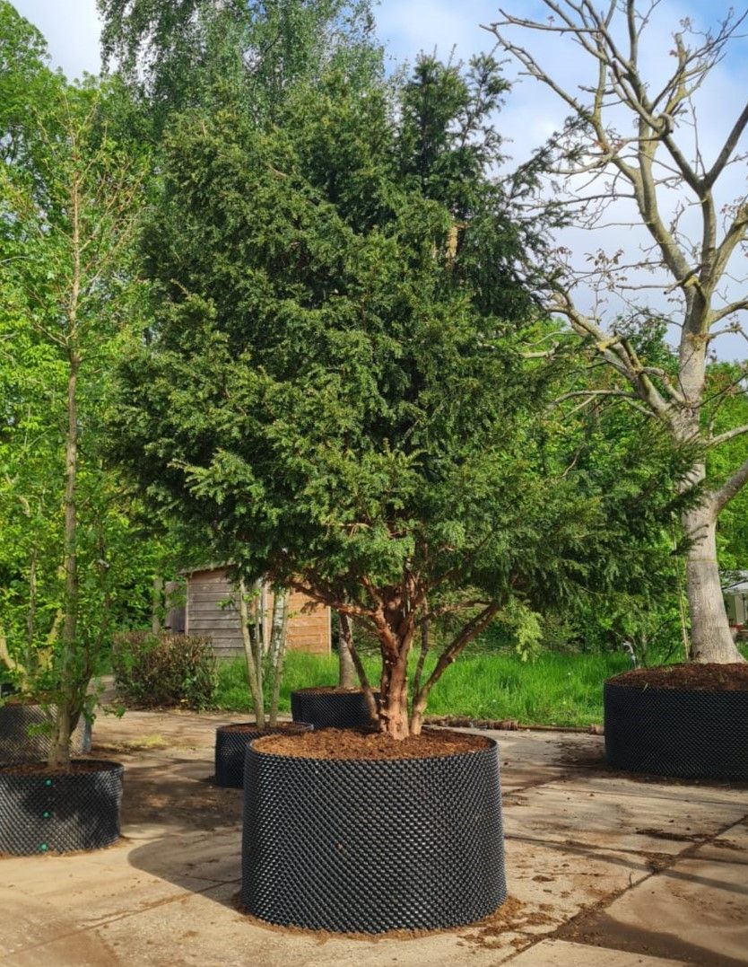 Taxus | Meerstammig
