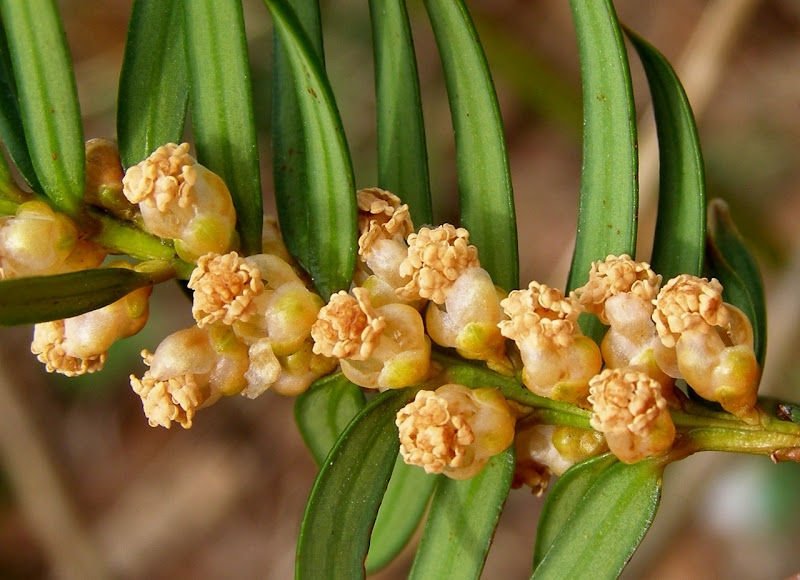 Taxus | Hoogstam