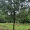Appelboom 'James Grieve' | Halfstam
