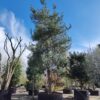 Grove den | Hoogstam