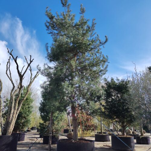 Grove den | Hoogstam