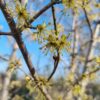 Gele kornoelje | Hoogstam