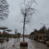 Gele treurwilg | Hoogstam