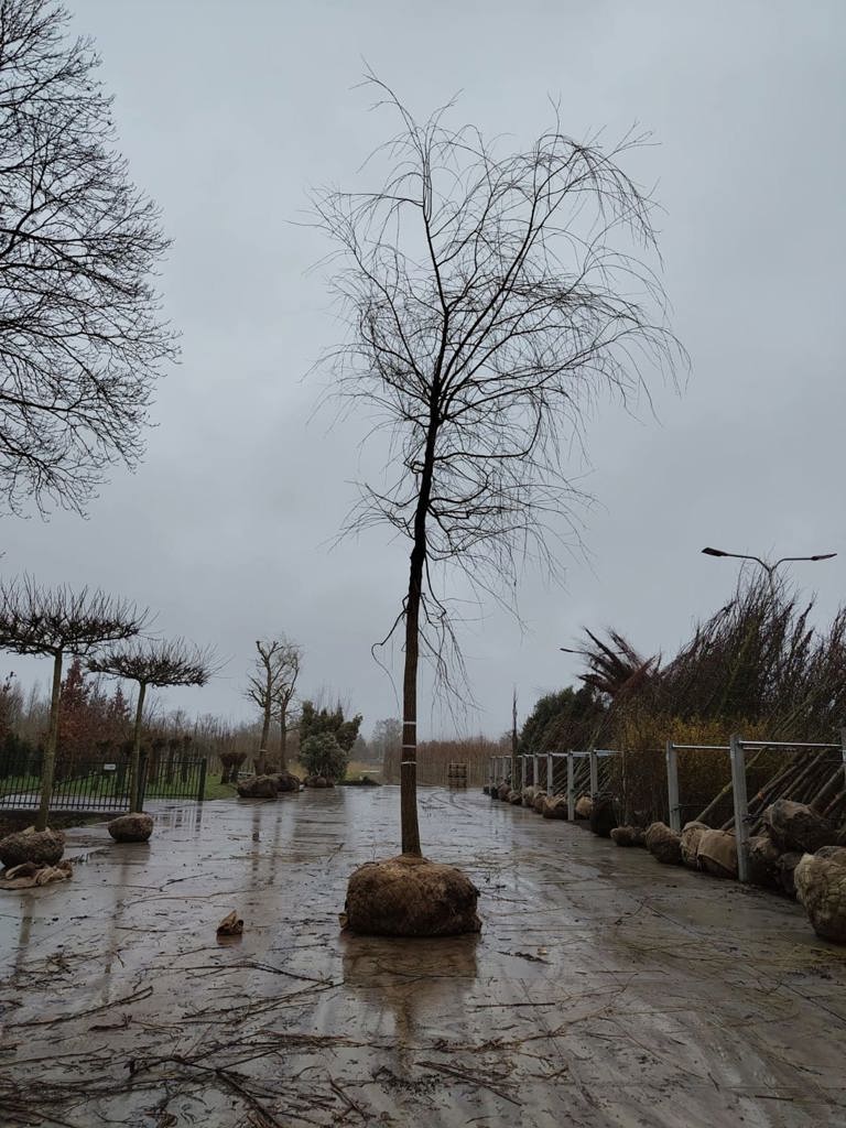 Gele treurwilg | Hoogstam